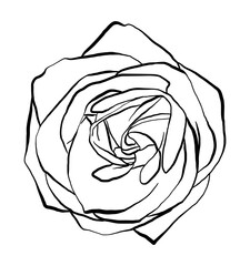 Hand drawn Rose Vector Illustration in black and white