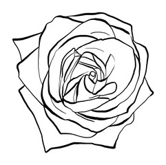 Hand drawn Rose Vector Illustration in black and white