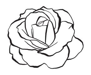 Hand drawn Rose Vector Illustration in black and white