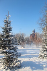 CHRISTMAS TREES UNDER THE SNOW IN THE FOREST