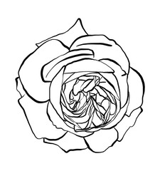 Hand drawn Rose Vector Illustration in black and white