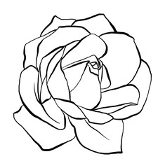 Hand drawn Rose Vector Illustration in black and white