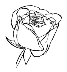 Hand drawn Rose Vector Illustration in black and white