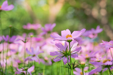 Pink cosmos flower blooming in the field, beautiful cosmos flowers in garden at suanluang rama 9.