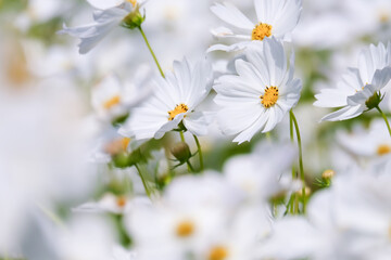 white cosmos flower blooming in the field, beautiful cosmos flowers in garden at suanluang rama 9.