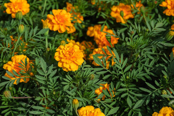 Marigolds shades of yellow and orange, Floral background (Tagetes erecta, Mexican marigold, Aztec marigold, African marigold), at Suan Luang Rama 9 Park