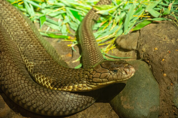 The king cobra (Ophiophagus hannah) with open eyes
