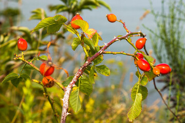Close-up of dog-rose. Mature red rosehip berries on a branch