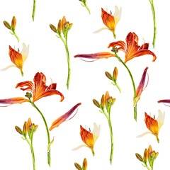 Flowers of a red daylily. Seamless watercolor pattern isolated on white background