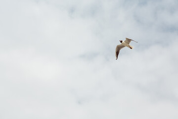 
Seagulls flying over the sea. bird wings