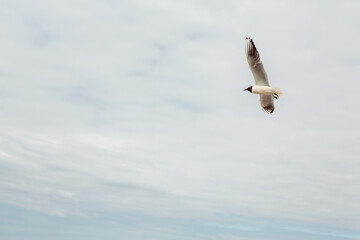 
Seagulls flying over the sea. bird wings