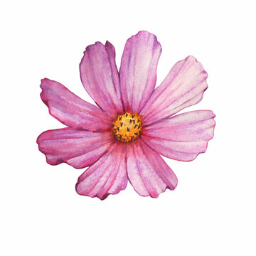 Branch with pink flower of cosmea (Cosmos bipinnatus, Mexican aster, garden cosmos). Watercolor hand drawn painting illustration isolated on white background.