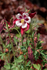 Columbine (Aquilegia hybrida) in garden