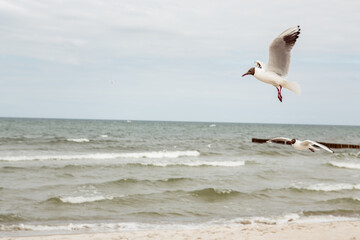 Fototapeta na wymiar Seagulls flying over the sea. bird wings