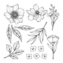 Collection of hand drawn beautiful herbs and wild flowers and leaves isolated on white background.