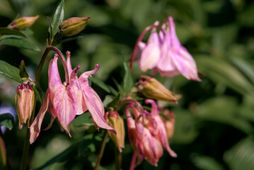 Columbine (Aquilegia hybrida) in garden