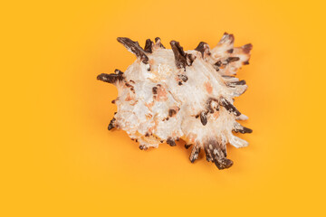 Sea shell on yellow background. Summer. Sea