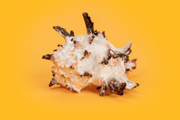 Sea shell on yellow background. Summer. Sea