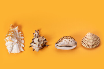Seashells pattern on a yellow background. Summer vacation concept. Sea shells assortment. Top view