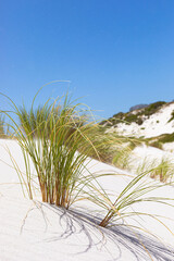 Obraz premium Coastal sand dune landscape of Fish Hoek, Cape Town