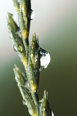 Grass. Fresh green spring grass with dew drops closeup. Sun. Soft Focus. Abstract Nature 