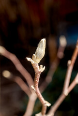 Magnolia Susan (Magnolia liliiflora x Magnolia stellata) in garden