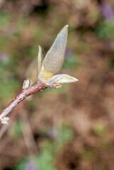 Magnolia Susan (Magnolia liliiflora x Magnolia stellata) in garden