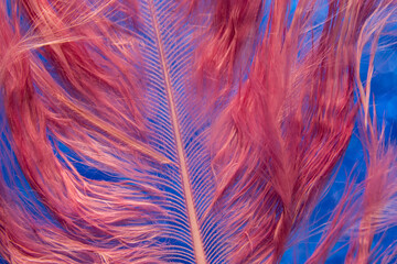 Fototapeta premium fluff of bird feather on blue glittering background