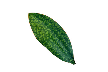 Fototapeta na wymiar Sansevieria trifasciata Hahnii Green leaf isolated on white background.