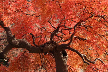 新宿御苑にて紅葉散策