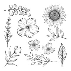 Collection of hand drawn beautiful herbs and wild flowers and leaves isolated on white background.