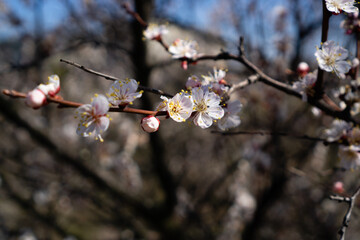 Spring flowers on fruit trees