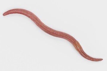 Realistic 3D Render of Earthworm