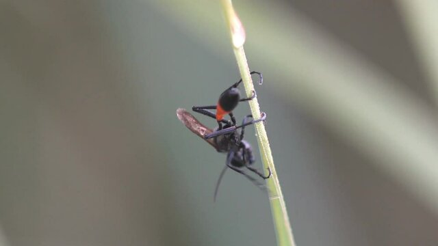 Carrot wasp. Gasteruptiidae families among apocritan wasps moves along the stem of grass early in the morning covered in dew drops. View Macro insect in wildlife