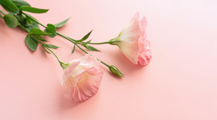 Beautiful pink eustoma flower , lisianthus with green leaves. Pink floral background. Copy space.