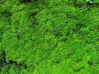 Abstract moss texture on wet rock.