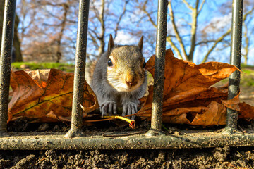 A squirrel in St James Park