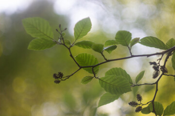 Green background with leaves and bokeh. Spring and summer background