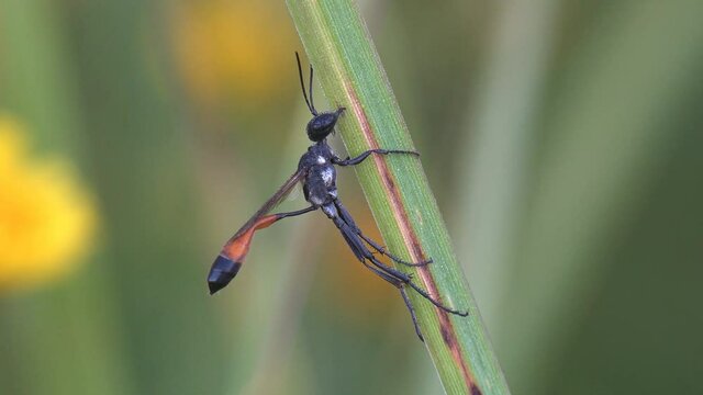 Carrot wasp. Gasteruptiidae families among apocritan wasps sits on stem of grass early in morning covered in dew drops. View Macro insect in wildlife
