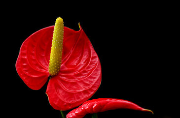 Anturium, kitnia ,Anthurium Schott