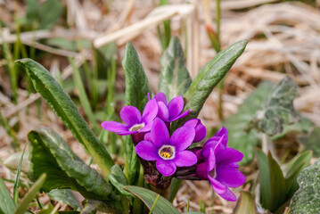 Chukchi Primrose (Primula tschuktschorum) at St. George Island, Pribilof Islands, Alaska, USA