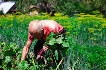 man farmer unhappy with the beet harvest in the village
