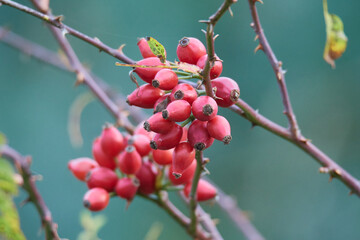 Hagebutten - Früchte der Hundsrose (Rosa canina)
