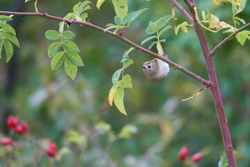 Wintergoldhähnchen (Regulus regulus)