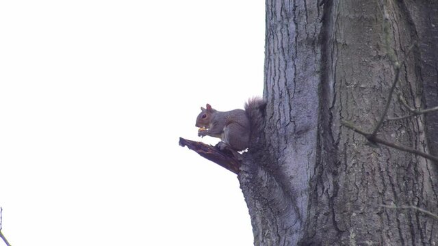 Close up slow zoom into this squirrel eating