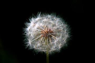 
dandelion, flower, nature, seed, plant, spring, white, macro, green, weed, summer, seeds, blowing, wind, flowers, black, grass, fluffy, flora, head, close-up, stem, close-up