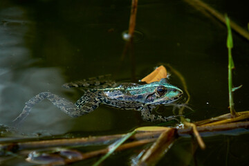 
frog, amphibian, animal, nature, green, toad, wildlife, water, eye, macro, brown, frogs, animals, reptile, sitting, wet, common, wild, close-up, close-up, pond, environment, water, green, swamp, amph