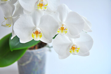 White flowering orchid in a transparent pot on white background