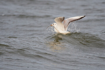 Lachm&ouml;we im Herbst an der Ostsee