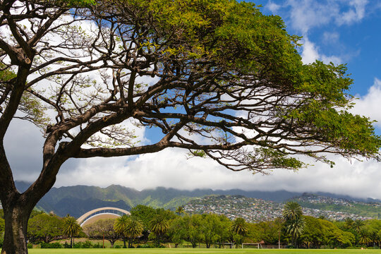 Monkey Pod tree over Oahu hillside village, Hawaii